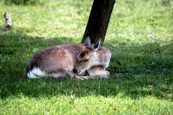 Állatok Fiatal Szarvasok Zöld Füvet Esznek Nemzeti Parkban — Stock Fotó