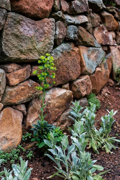 Euphorbia amygdaloides plant in front of a stone wall. Euphorbia amygdaloides, the wood spurge, is a species of flowering plant in the family Euphorbiaceae.
