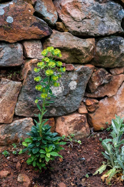 Euphorbia amygdaloides plant in front of a stone wall. Euphorbia amygdaloides, the wood spurge, is a species of flowering plant in the family Euphorbiaceae.