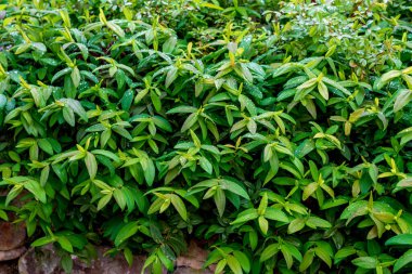 Hypericum perforatum (