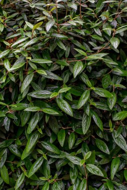 Cotoneaster salicifolius, söğüt yapraklı kotonatör, kuraklığa dayanıklı, her zaman yeşilden yarı-yeşile, düşük-yataklı, küçük-orta boy dallı bir çalılıktır..