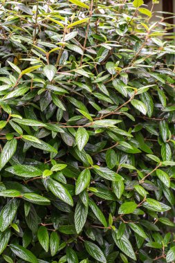 Cotoneaster salicifolius, söğüt yapraklı kotonatör, kuraklığa dayanıklı, her zaman yeşilden yarı-yeşile, düşük-yataklı, küçük-orta boy dallı bir çalılıktır..