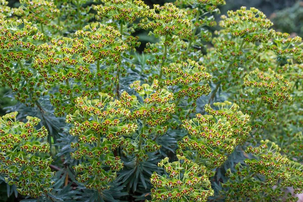 Euphorbia Είναι Ένα Πολύ Μεγάλο Και Ποικίλο Γένος Των Ανθοφόρων — Φωτογραφία Αρχείου