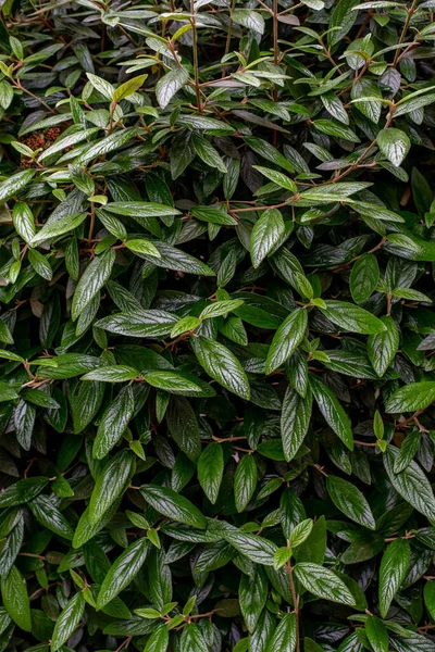Cotoneaster Salicifolius Willow Leaved Cotoneaster Drought Tolerant Evergreen Semi Evergreen — Stock Photo, Image