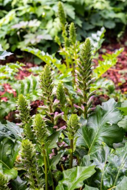 Acanthus balcanicus, Acanthus familyasından Dalmaçya 'ya kadar uzanan bir bitki türü..