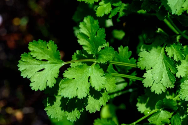 Coriander Coriandrum Sativum Also Known Cilantro Annual Herb Family Apiaceae — Stock Photo, Image