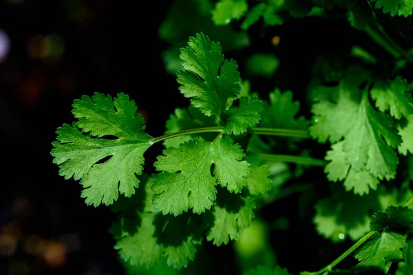 Coriander Coriandrum Sativum Also Known Cilantro Annual Herb Family Apiaceae — Stock Photo, Image