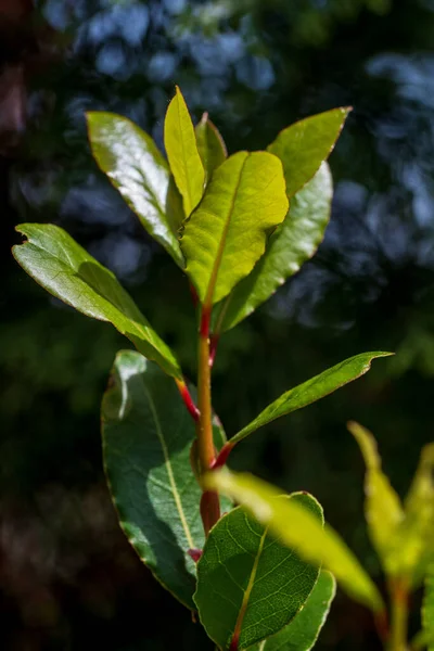 绿色植物背景 老龙诺比里斯 清晨阳光下鲜活的青月桂叶 — 图库照片