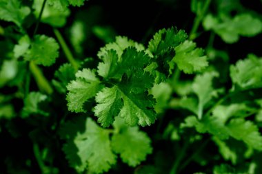 Kişniş kişniş sativum, Apiaceae familyasından yıllık bir bitki türü. Bitkinin tüm parçaları yenilebilir ama taze yapraklar ve kuru tohumlar geleneksel olarak pişirmede kullanılır..