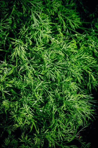 Дилл Весной Травы Укроп Anethum Veolens Однолетнее Растение Семейства Сельдерея — стоковое фото