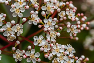 Photinia Fraseri 'nin çiçeği. Kırmızı uçlu fotinya ve Noel meyvesi olarak bilinen Blooming Photinia Fraseri, gülgiller (Rosaceae) familyasından bir çiçektir. Photinia glabra ve Photinia Serratifolia arasında bir melez..