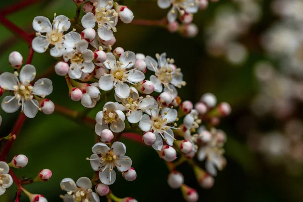 Photinia Fraseri 'nin çiçeği. Kırmızı uçlu fotinya ve Noel meyvesi olarak bilinen Blooming Photinia Fraseri, gülgiller (Rosaceae) familyasından bir çiçektir. Photinia glabra ve Photinia Serratifolia arasında bir melez..