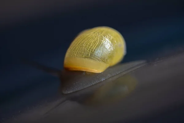 Μακρό Πλάνο Από Φωτεινό Κίτρινο Σαλιγκάρι Σαλιγκάρι Σαλιγκάρι Άσπρα Χείλη — Φωτογραφία Αρχείου