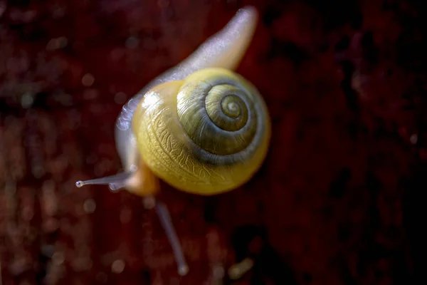 Macro Shot Bright Yellow Snail White Lipped Snail Garden Banded — Stock Photo, Image