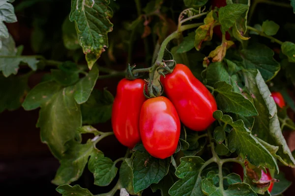 Спелые Красные Помидоры Сан Марцано Фрукт Сан Марцано Помидор Solanum — стоковое фото