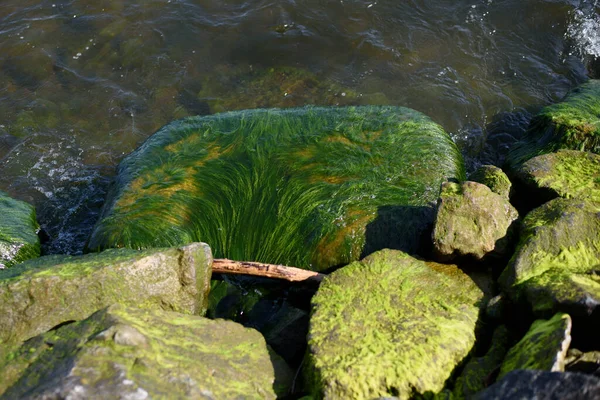 Steine Wasser Meer See Und Grünalgen Auf Steinen — Stockfoto