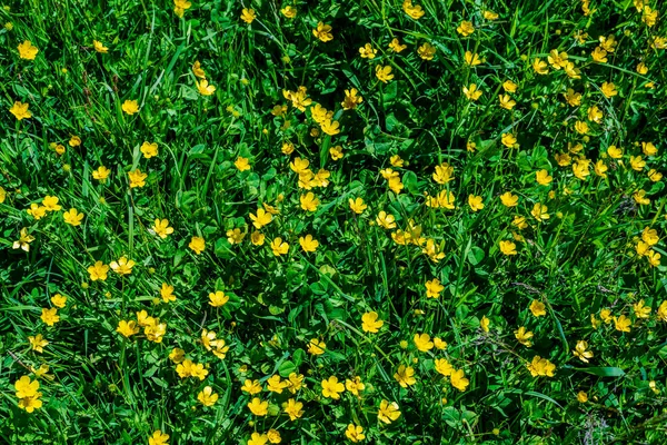 Grönt Gräs Fält Med Gula Blommor — Stockfoto