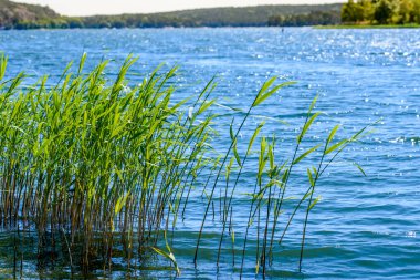 Uzun bir çimen, gölün kıyısına dikilmiş, güçlü güneş ışığının çiğ tanesiyle parıldıyordu.