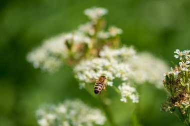 Valerian ve arı. Valeriana officinalis, beyaz çiçekli yabani bir bitkidir. Önemli bir tıbbi bitkidir ve tıpta da kullanılır..