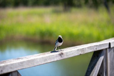 Beyaz kuyruk köprünün korkuluklarında oturuyor. Beyaz kuyruklu (Motacilla alba), Motacillidae familyasından küçük bir kuş türü..