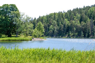 Manzara. Göl. Uzun bir çimen, gölün kıyısına dikilmiş, güçlü güneş ışığının çiğ tanesiyle parıldıyordu.