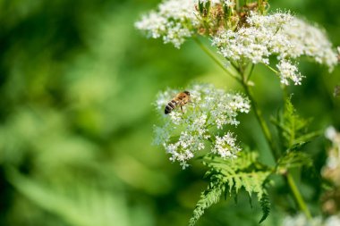 Valerian ve arı. Valeriana officinalis, beyaz çiçekli yabani bir bitkidir. Önemli bir tıbbi bitkidir ve tıpta da kullanılır..