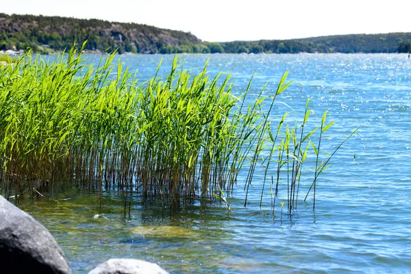 Ein Hohes Gras Seggen Ufer Des Sees Glitzerte Mit Tau — Stockfoto