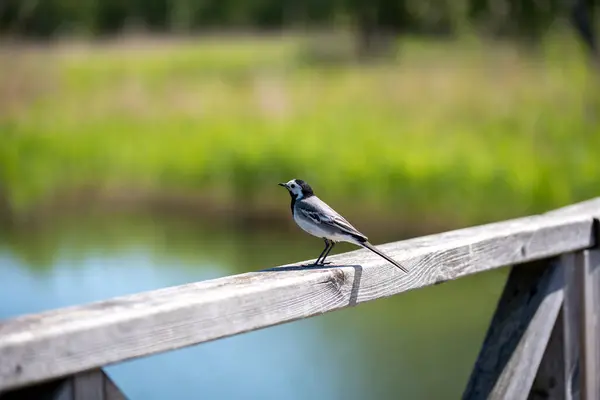 白いウグイスが橋の手すりに腰を下ろしている 白ワグテール モタキラ アルバ はモタキリダイ科の小鳥で パイプと長い爪も含まれている — ストック写真