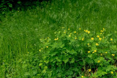 Yeşil çimen yaprakları, çiçekler ve çiyli bitkiler yağmurdan sonra düşer..