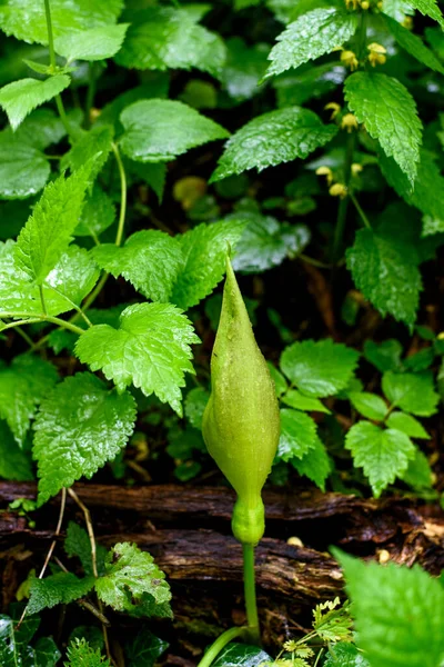 Arum Maculatum Çiy Damlaları Ormanda Yağmurdan Sonra Düşer Arum Maculatum — Stok fotoğraf