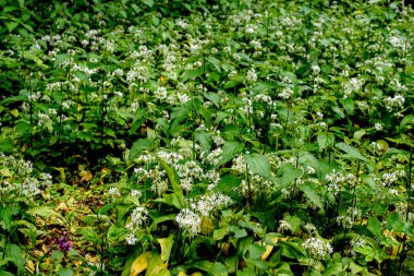 Vahşi sarımsaklı Allium ursinum halısı. Ormanda hasat zamanı. Ramson ya da ayının sarımsağı baharda ormanda yetişiyor..
