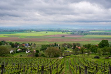 Üzüm bağı ve üzüm bağları. İlkbaharda üzüm bağlarında sıralanmış üzüm bağları.
