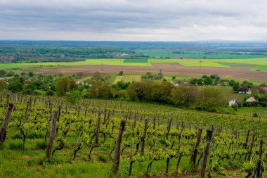 Üzüm bağı ve üzüm bağları. İlkbaharda üzüm bağlarında sıralanmış üzüm bağları.