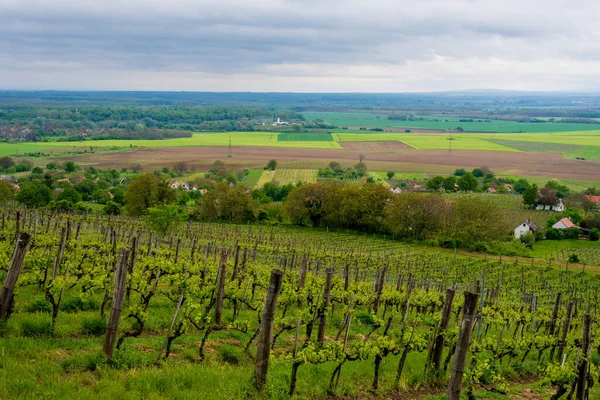 stock image Vineyards with grapevine . Rows of vine grape in vineyards in spring.