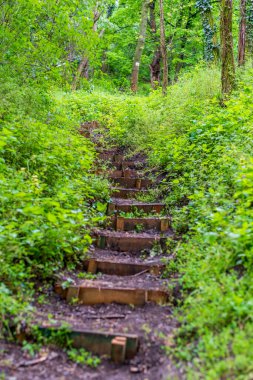 Islak boş merdivenler, yağmurlu bir günde ormana iniyor.