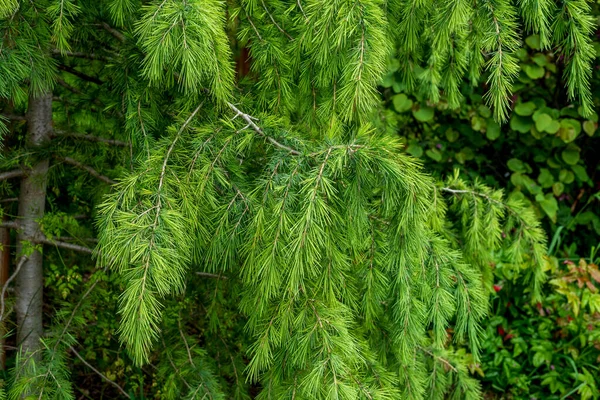 ヒマラヤの杉 ヒマラヤの杉 デオダラはヒマラヤに原産の杉の種である — ストック写真