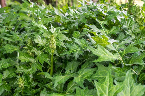 Acanthus Balcanicus Endemic Herbaceous Perennial Plant Genus Acanthus Native Balkan — Stock Photo, Image