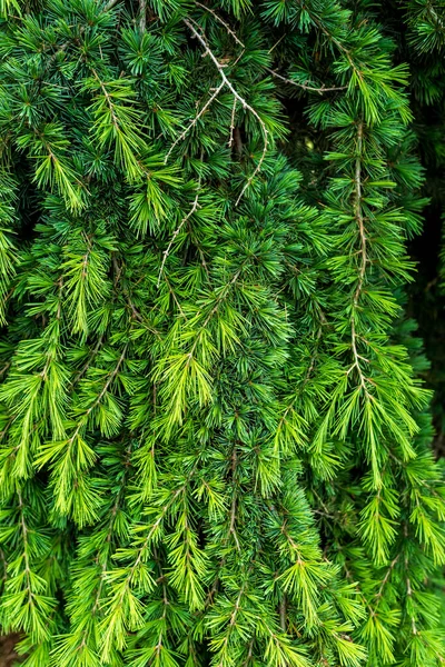 Cedrus Deodara Deodar Cedar Himalayan Cedar Deodar Species Cedar Native — Stock Photo, Image