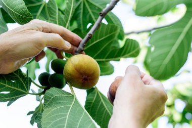 Bir adam ağaçtan olgun sarı, büyük bir incir meyvesi topluyor.