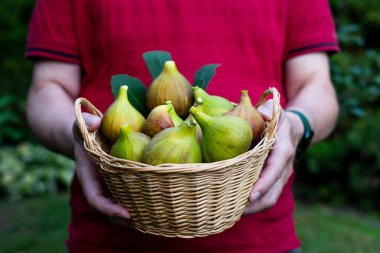 Bir adam bir sepet dolusu olgun, taze toplanmış sarı incir tutar.