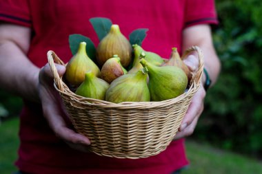 Bir adam bir sepet dolusu olgun, taze toplanmış sarı incir tutar.