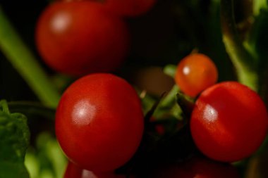 Bahçede yetişen olgun kiraz domatesi. Organik sebze bahçesindeki bir dalda taze kırmızı doğal kiraz domatesleri..