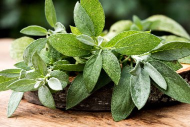 Tahta üzerinde taze organik adaçayı yaprakları