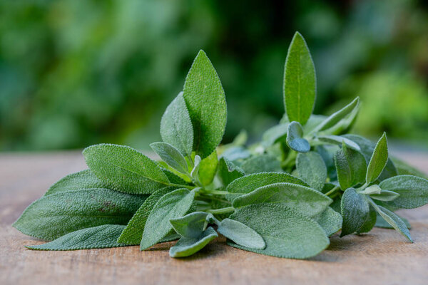 Fresh organic sage leaves over a wood cutting board