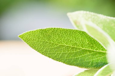 Salvia officinalis 'in yeşil yaprağı, yaygın adaçayı, aşçılık bitkisi olarak kullanılan küçük yeşil bir çalı..