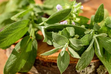 Salvia officinalis, yaygın adaçayı, aşçılık bitkisi olarak kullanılan çiçekli küçük yeşil bir çalılık. Salvia ahşap diskte.