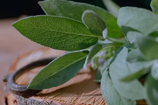 Leaves Salvia Officinalis Common Sage Small Evergreen Subshrub Used Culinary — Stock Photo, Image