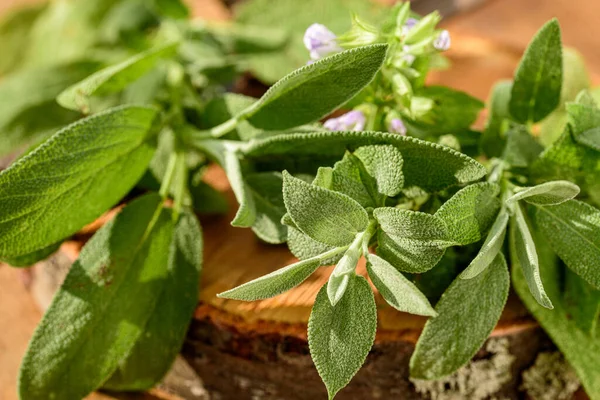 Salvia Officinalis Common Sage Small Evergreen Subshrub Flowers Used Culinary — Stock Photo, Image