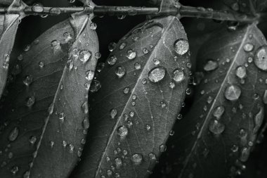 Arkaplan, model. Büyük çiçekli Aziz John otunun yeşil yaprakları üzerine yağmur damlaları, Hypericum patulum. Yaprak kenarlarda şeffaf salgı bezleri ve koyu salgı bezleri gösteriyor.