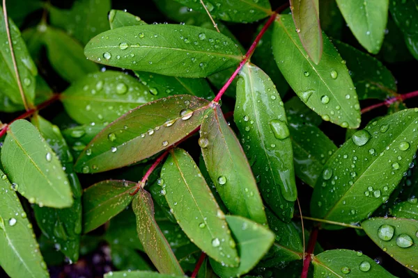 Háttér Minta Esőcseppek Nagy Virágú Orbáncfű Zöld Levelein Hypericum Patulum — Stock Fotó